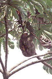 Picture 'Cr1_06_13 Sloth, Costa Rica'